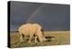 Southern White Rhinoceros Feeding with Rainbow-null-Premier Image Canvas