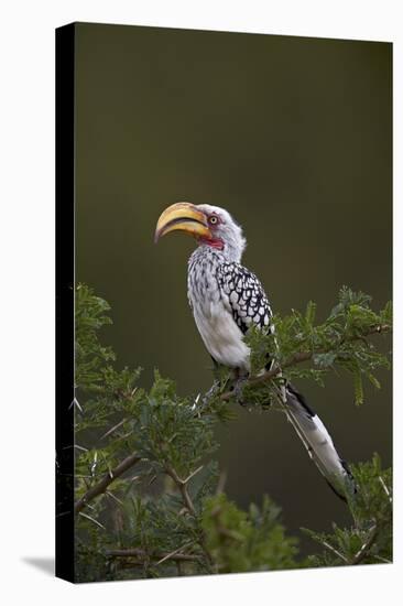 Southern Yellow-Billed Hornbill (Tockus Leucomelas), Kruger National Park, South Africa, Africa-James Hager-Premier Image Canvas