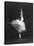 Soviet Ballerina Galina Ulanova Dancing in Title Roll of Ballet "Giselle" at the Bolshoi Theater-Howard Sochurek-Premier Image Canvas