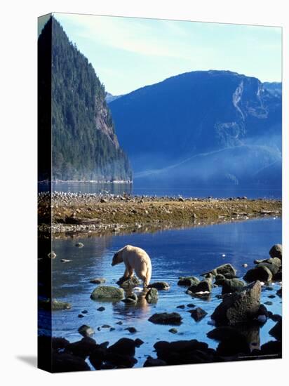 Sow and Stream in Rainforest of British Columbia-Steve Kazlowski-Premier Image Canvas