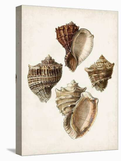 Sowerby Shells I-James Sowerby-Stretched Canvas