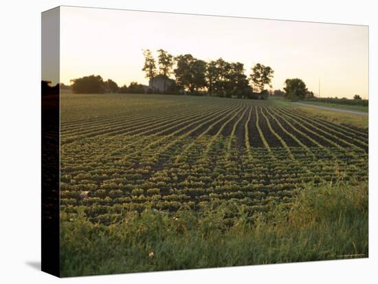 Soy Bean Field, Hudson, Illinois, Midwest, USA-Ken Gillham-Premier Image Canvas