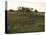 Soy Bean Field, Hudson, Illinois, Midwest, USA-Ken Gillham-Premier Image Canvas