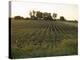 Soy Bean Field, Hudson, Illinois, Midwest, USA-Ken Gillham-Premier Image Canvas