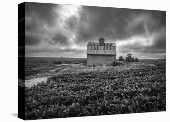 Soy Beans and Steel Corn Crib-Trent Foltz-Stretched Canvas