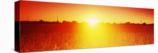 Soybean Field at Sunset, Wood County, Ohio, USA-null-Stretched Canvas