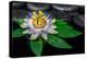 Spa Concept of Passiflora Flower on Green Leaf, Zen Basalt Stones with Drops in Water, Closeup-Olga Khomyakova-Premier Image Canvas