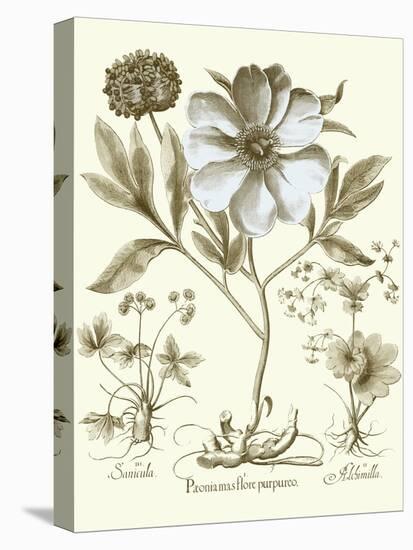 Spa Peonies II-Basilius Besler-Stretched Canvas