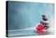 Spa Still Life with Water Lily and Zen Stone in a Serenity Pool-Sofiaworld-Premier Image Canvas
