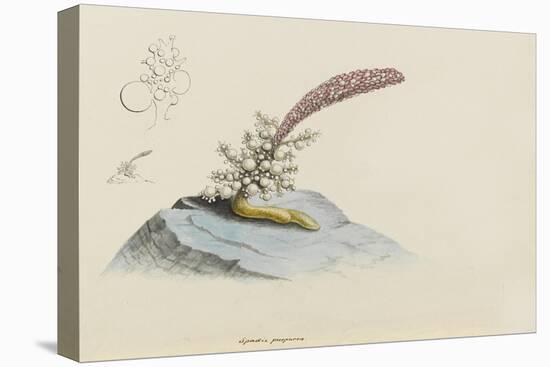 Spadix Purpurea: Hydroid-Philip Henry Gosse-Premier Image Canvas