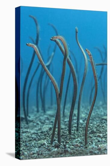 Spaghetti Garden Eels (Gorgasia Maculata) Stretching Up Out of their Burrows on a Rubble Slope-Alex Mustard-Premier Image Canvas