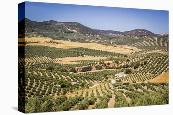 Spain, Andalucia. Olive Trees Endless Field in Summer.-Francesco Riccardo Iacomino-Premier Image Canvas