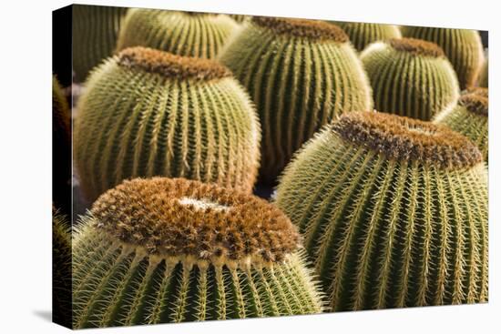 Spain, Canary Islands, Lanzarote, Guatiza, Cactus Plant Detail-Walter Bibikow-Premier Image Canvas