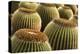 Spain, Canary Islands, Lanzarote, Guatiza, Cactus Plant Detail-Walter Bibikow-Premier Image Canvas