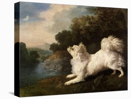 Spaniel Belonging to Painter Cosway Chasing a Butterfly, 1775 (Oil on Canvas)-George Stubbs-Premier Image Canvas