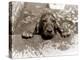 Spaniel Dog Takes a Dip, June 1986-null-Premier Image Canvas