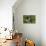 Spaniel - English Springer-Bob Langrish-Premier Image Canvas displayed on a wall