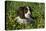 Spaniel - English Springer-Bob Langrish-Premier Image Canvas