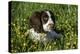 Spaniel - English Springer-Bob Langrish-Premier Image Canvas