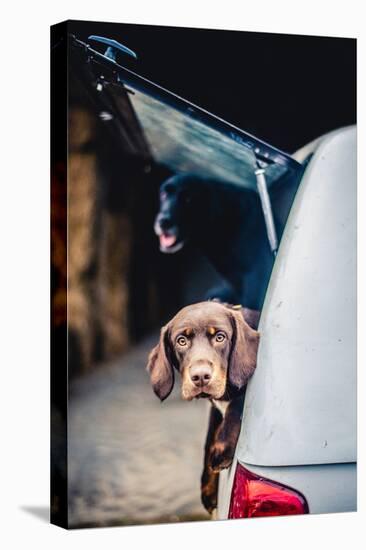 Spaniel with its head poking out of the boot of a car-John Alexander-Premier Image Canvas