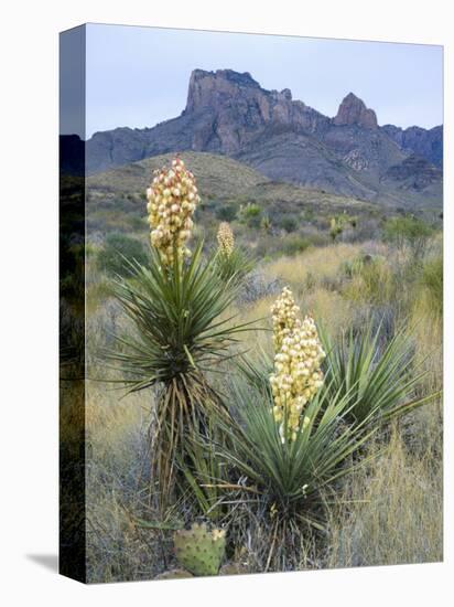 Spanish Dagger in Blossom Below Crown Mountain, Chihuahuan Desert, Big Bend National Park, Texas-Scott T. Smith-Premier Image Canvas