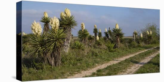 Spanish dagger (Yucca treculeana) in bloom.-Larry Ditto-Premier Image Canvas