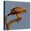 Spanish imperial eagle on a branch, looking down, Spain-Loic Poidevin-Premier Image Canvas