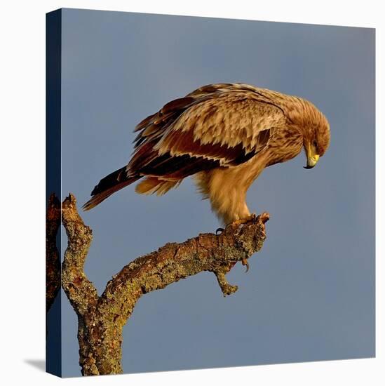 Spanish imperial eagle on a branch, looking down, Spain-Loic Poidevin-Premier Image Canvas