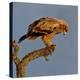 Spanish imperial eagle on a branch, looking down, Spain-Loic Poidevin-Premier Image Canvas