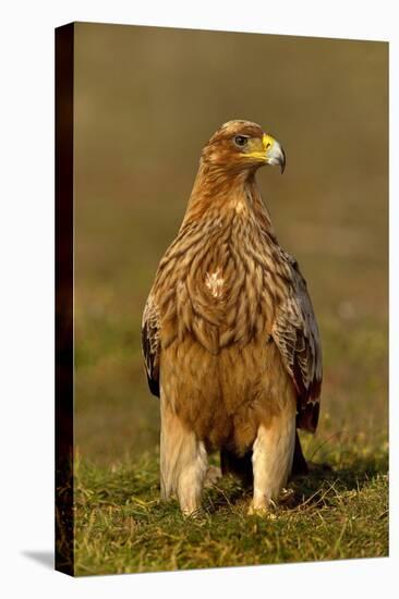 Spanish imperial eagle portrait, Spain-Loic Poidevin-Premier Image Canvas