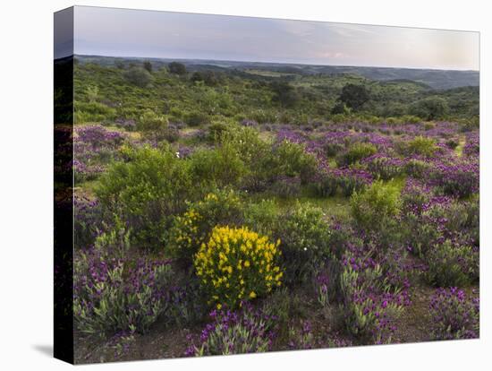 Spanish lavender, Parque Natural do Vale do Guadiana, Portugal, Alentejo-Martin Zwick-Premier Image Canvas