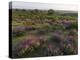 Spanish lavender, Parque Natural do Vale do Guadiana, Portugal, Alentejo-Martin Zwick-Premier Image Canvas