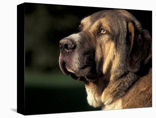 Spanish Mastiff Portrait-Adriano Bacchella-Premier Image Canvas