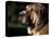 Spanish Mastiff Portrait-Adriano Bacchella-Premier Image Canvas