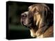 Spanish Mastiff Portrait-Adriano Bacchella-Premier Image Canvas