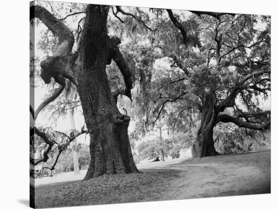 Spanish Moss Hanging from Oak Trees-Cathrine Wessel-Stretched Canvas
