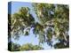 Spanish Moss in Tree, Bayou Le Batre, Alabama, USA-Ethel Davies-Premier Image Canvas