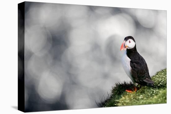 Sparkle Puffin-Howard Ruby-Premier Image Canvas