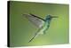 Sparkling Violetear Hummingbird-Tony Camacho-Premier Image Canvas