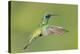 Sparkling Violetear Hummingbird-Tony Camacho-Premier Image Canvas