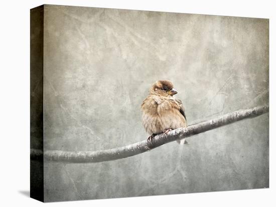 Sparrow Braving the Cold-Jai Johnson-Premier Image Canvas