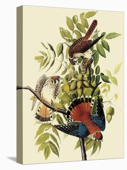 Sparrow Hawks-John James Audubon-Premier Image Canvas