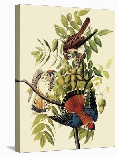 Sparrow Hawks-John James Audubon-Premier Image Canvas