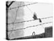 Sparrow Landing on Barbed Wire Atop the Berlin Wall-Paul Schutzer-Premier Image Canvas