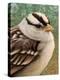 Sparrow-James W. Johnson-Premier Image Canvas