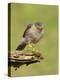 Sparrowhawk (Accipiter Nisus) Adult Male. Scotland, UK, February-Mark Hamblin-Premier Image Canvas