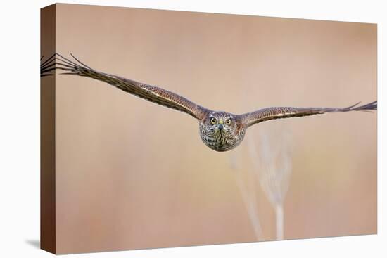 Sparrowhawk juvenile flying, Parainen Uto, Finland-Markus Varesvuo-Premier Image Canvas