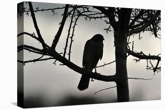 Sparrowhawk silhouetted, perched in hedgerow, Scotland-Laurie Campbell-Premier Image Canvas