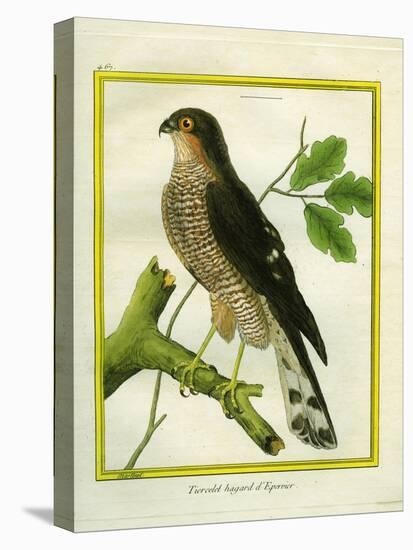 Sparrowhawk-Georges-Louis Buffon-Premier Image Canvas