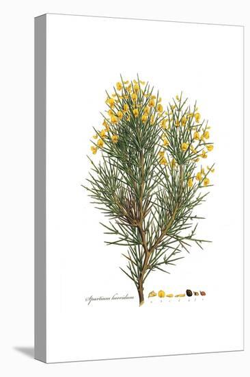 Spartium horridum, Flora Graeca-Ferdinand Bauer-Premier Image Canvas